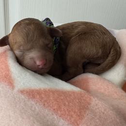 Willy - Red  male Poodle puppy in Labelle, Florida from RomLein Poodle