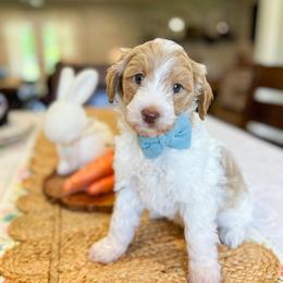 River - Parti male Goldendoodle puppy in Sulphur, Louisiana from Curly Q’s Of Carlyss