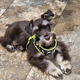 Lexie - Miniature Schnauzer
