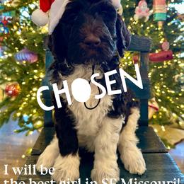 Kanga - female Newfypoo puppy in Jackson, Missouri from Two Sisters Ranch, LLC