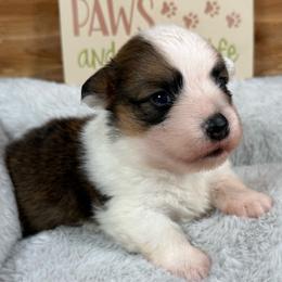 Grant-fluffy - Sable and white male American Corgi puppy in Stillwater, Oklahoma from Steele Family Farms