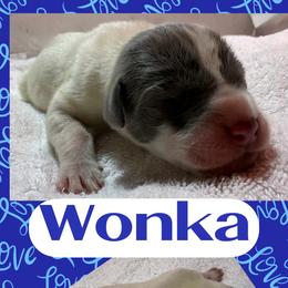 WONKA - Blue and white male Great Dane puppy in Wellsville, New York from Prophecy Danes