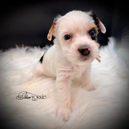 Girl 3 pink lace - Parti female Yorkshire Terrier puppy in Machesney Park, Illinois from Three Yorkie Family
