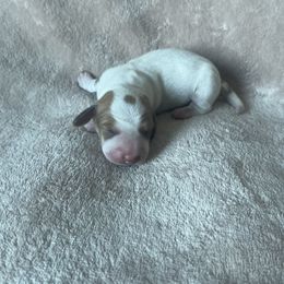 Girl 1 - Dachshund puppy from Doxie_pupps