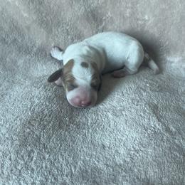 Girl 1 - Dachshund puppy from Doxie_pupps