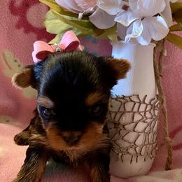 Biewer Terrier and Yorkshire Terrier Puppies from Carolyn Major