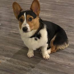 REXEY - Pembroke Welsh Corgi
