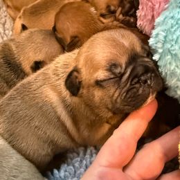 Watson - Fawn and white male French Bulldog puppy in Madison, Wisconsin from MadCity Frenchies