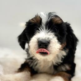 Maldives - Tri-color female Bernedoodle puppy in Clermont, Florida from Shadow Bernedoodles & Dog Training