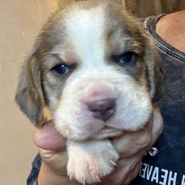 Blue Collar - Blue tan and white male Beagle puppy in Viper, Kentucky from Mountain Top