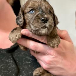 Cockapoo puppies from Capital Doodles