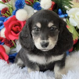 Dachshund Puppies from RRD