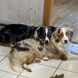 Australian Shepherd All Grown Up from Eileensaussies