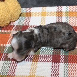 Maple - Blue merle female Aussiedoodle puppy in Loretto, Tennessee from K Kountry Farm