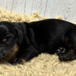 Enzo - Blue and tan male Dachshund puppy in Greenup, Kentucky from Tygart Creek Dachshunds