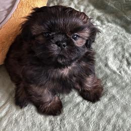 Scout - Gold male Shih Tzu puppy in Claremont, California from Lovable Shih Tzus