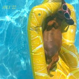 Meka - Dachshund
