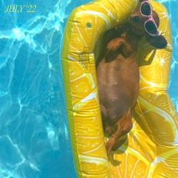 Meka - Dachshund