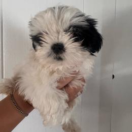 Titi - Black and white female Shih Tzu puppy in Azusa, California from RJ Shih Tzu lover