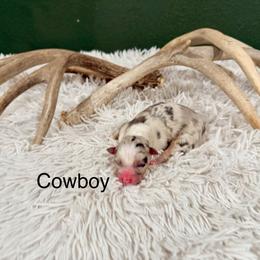 Cowboy - Blue merle male Australian Shepherd puppy in Vernal, Utah from Dancing M Kennels