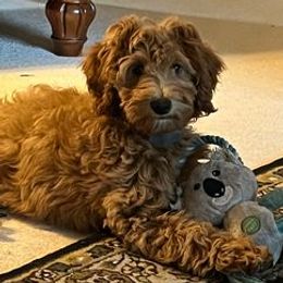 Bernedoodles and Goldendoodles from Dream Doodle Puppies