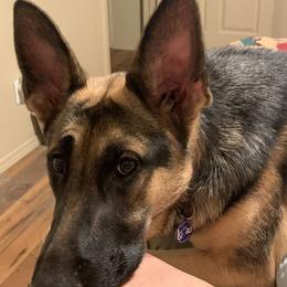 German Shepherds from Dewald German Shepherds