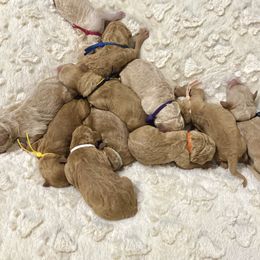 Goldendoodles from Lowe Lands Doodles