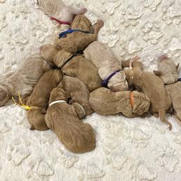 Goldendoodles from Lowe Lands Doodles