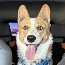 Walle - American Corgi