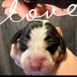 Pink Girl - Black white and tan female Beagle puppy in Viper, Kentucky from Mountain Top