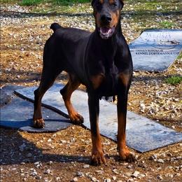Hubba - Black and rust female Doberman Pinscher puppy in China Township, Michigan from Snell's Superior Kennel Dobermann & GSP