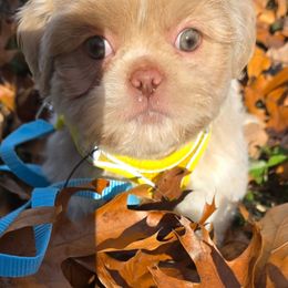 Puck - Cream and white male Shih Tzu puppy in Brighton, Missouri from Morningstar's Shih Tzu