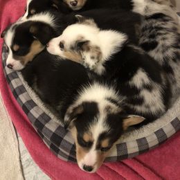 American Corgi and Pembroke Welsh Corgi Puppies from Red White & Bluie Corgi