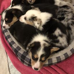 American Corgi and Pembroke Welsh Corgi Puppies from Red White & Bluie Corgi