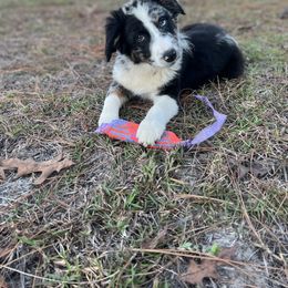 Australian Shepherd Puppies from Copper Top Aussies