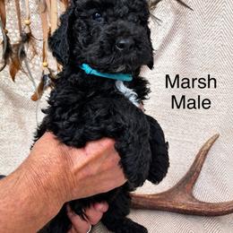 Marsh - Black male Poodle puppy in Woodleaf, North Carolina from Circle T Ranch K9s
