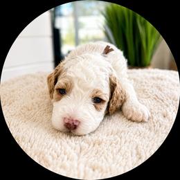 Boaz - Blenheim male Cavapoo puppy in Ephrata, Washington from Mustard Seed Doodle Co.