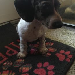 Dachshunds from Crouchs Kennels & Rescue