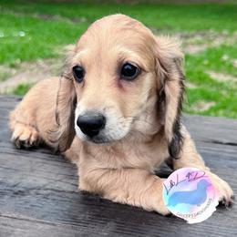 Boy 1 - Cream male Dachshund puppy in Houston, Texas from L&L 4D Dancer’s Dachshunds