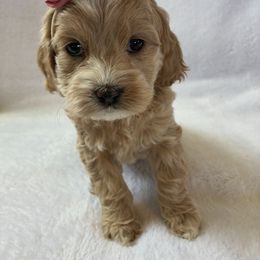 Annabeth - Golden female Cockapoo puppy in Adrian, Oregon from ApplebyFarm