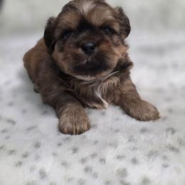 Duke - Chocolate and tan male Shih Tzu puppy in Ronda, North Carolina from Willow River