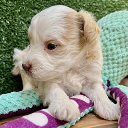 Eleven - Parti female Miniature Schnauzer puppy in Menifee, California from Moonshine’s Minis