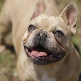 Girl 2 - Fawn and white female French Bulldog puppy in Augusta, Georgia from Mo3_Frenchies