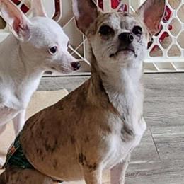 Simba - Chihuahua