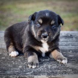 Lionel - Black tri male Miniature Australian Shepherd puppy in Evant, Texas from Lazy VT Bar Ranch