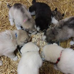 Siberian Husky Puppies from Shawn Oberhouse's Huskies