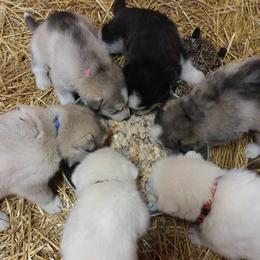 Siberian Husky Puppies from Shawn Oberhouse's Huskies