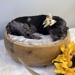 Coraline - Merle female Labradoodle puppy in Adams, Nebraska from Boxcar Doodles and Poodles