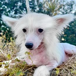 Mystique - White female Chinese Crested puppy in Lutz, Florida from Halcyon Chinese Cresteds
