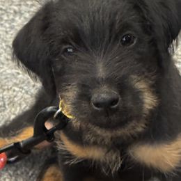 Grey - Black male Jagdterrier puppy in Monroe, Oregon from Oregon Jagdterrier
